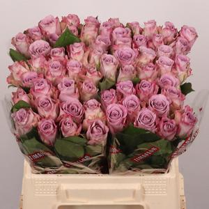 20x Rosa memory lane! 40cm