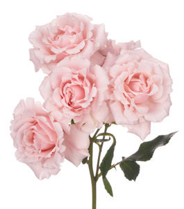 12x Rosa majolika 50cm