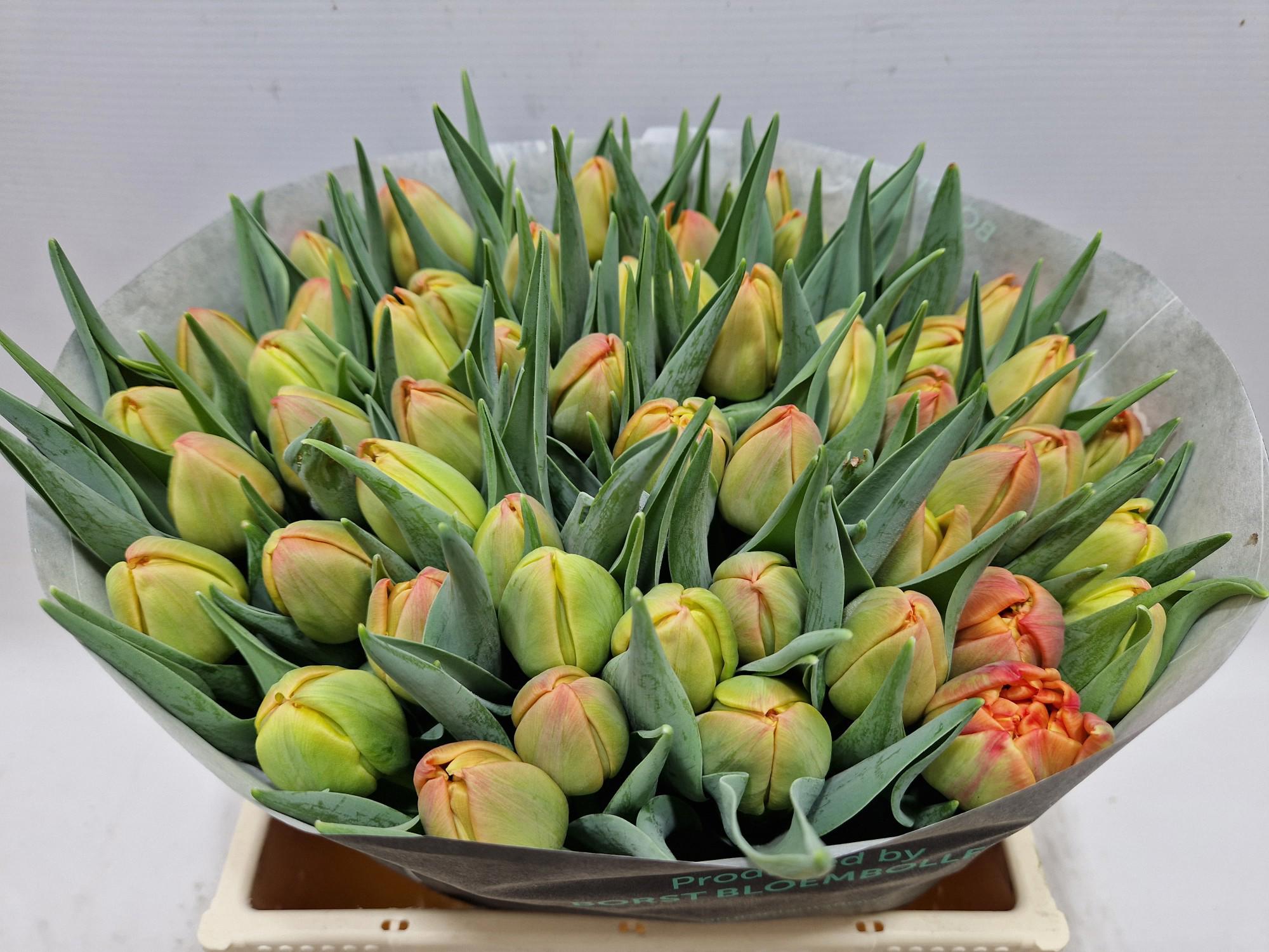 50x Tulipa icoon du 40cm