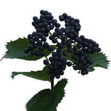10x Vibur.dark blue hermania 80cm