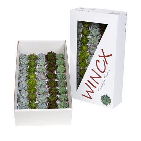 50x Echeveria mix var.wincx