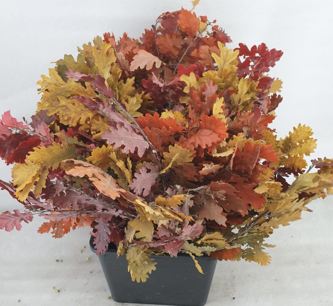 5x Dc quercus herfst gestabiliseerd 50cm