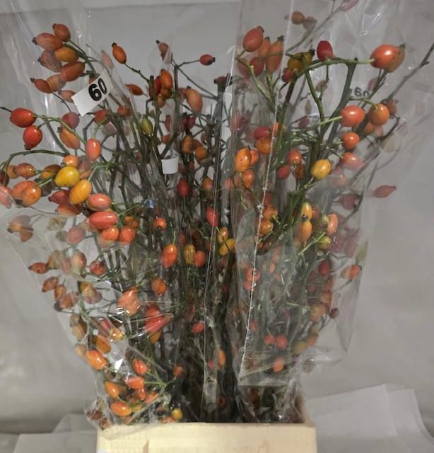 10x Rosa zaffiro 60cm