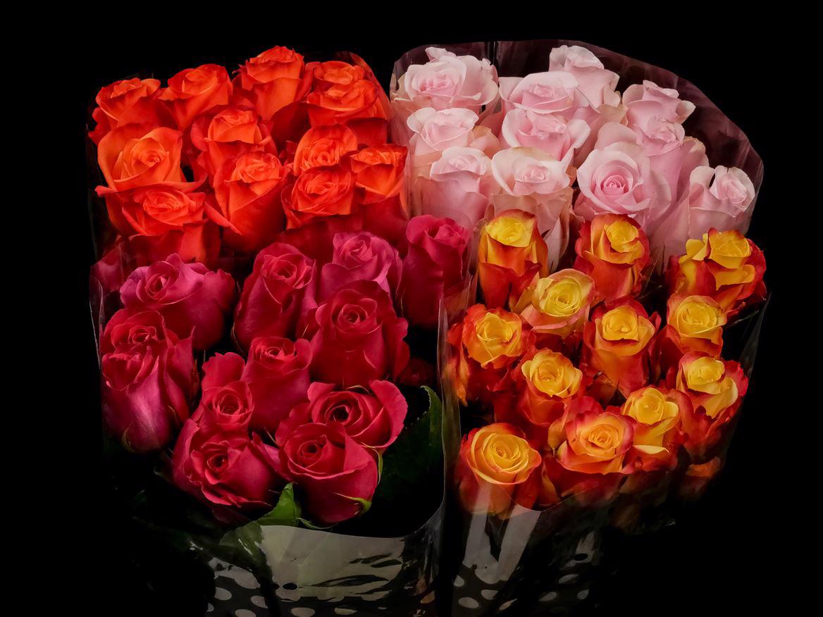 80x Rosa mix var.(grootbloemig) 40cm