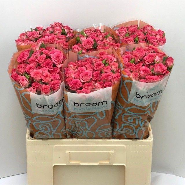 10x Rosa sweet julia 60cm