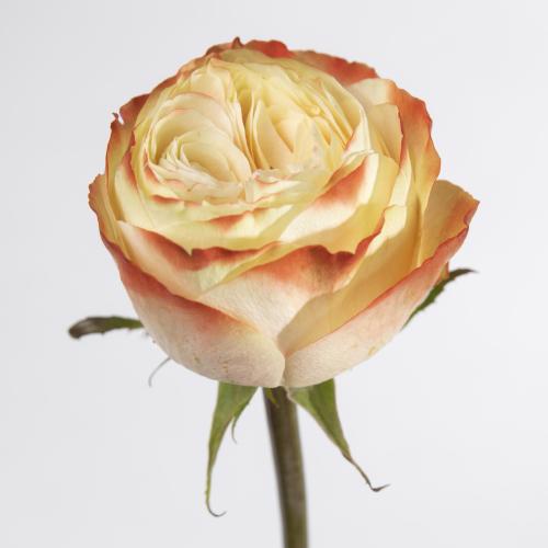 10x Rosa karma-bb 50cm