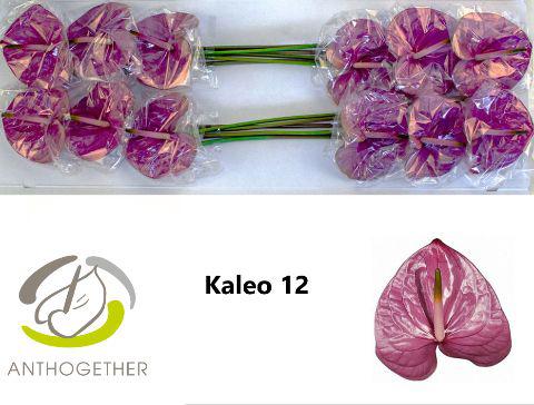 12x Anth.kaleo 10cm