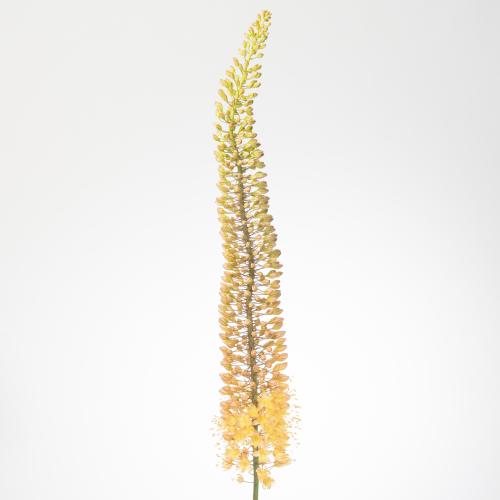 10x Eremur.emmy-ro 80cm