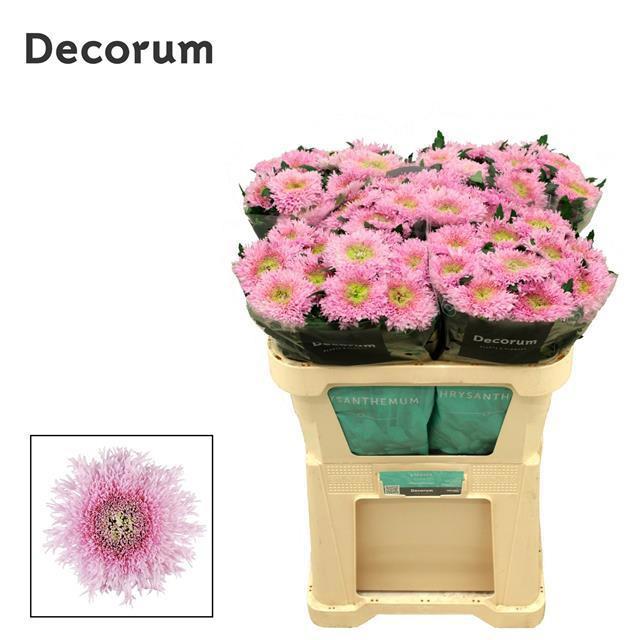 10x Chrysant etrusko 70cm