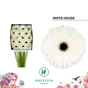 15x Gerb.white house 70cm