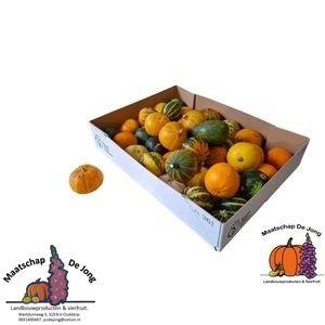 40x Sf cucurbita pepo mix var.