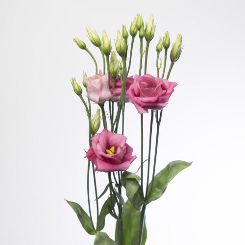 10x Eust.rosita hot pink du 70cm