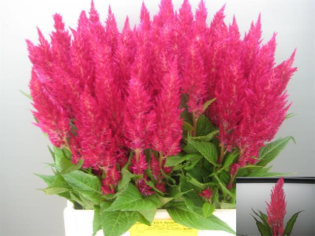 10x Cel.pl.royal pink 50cm