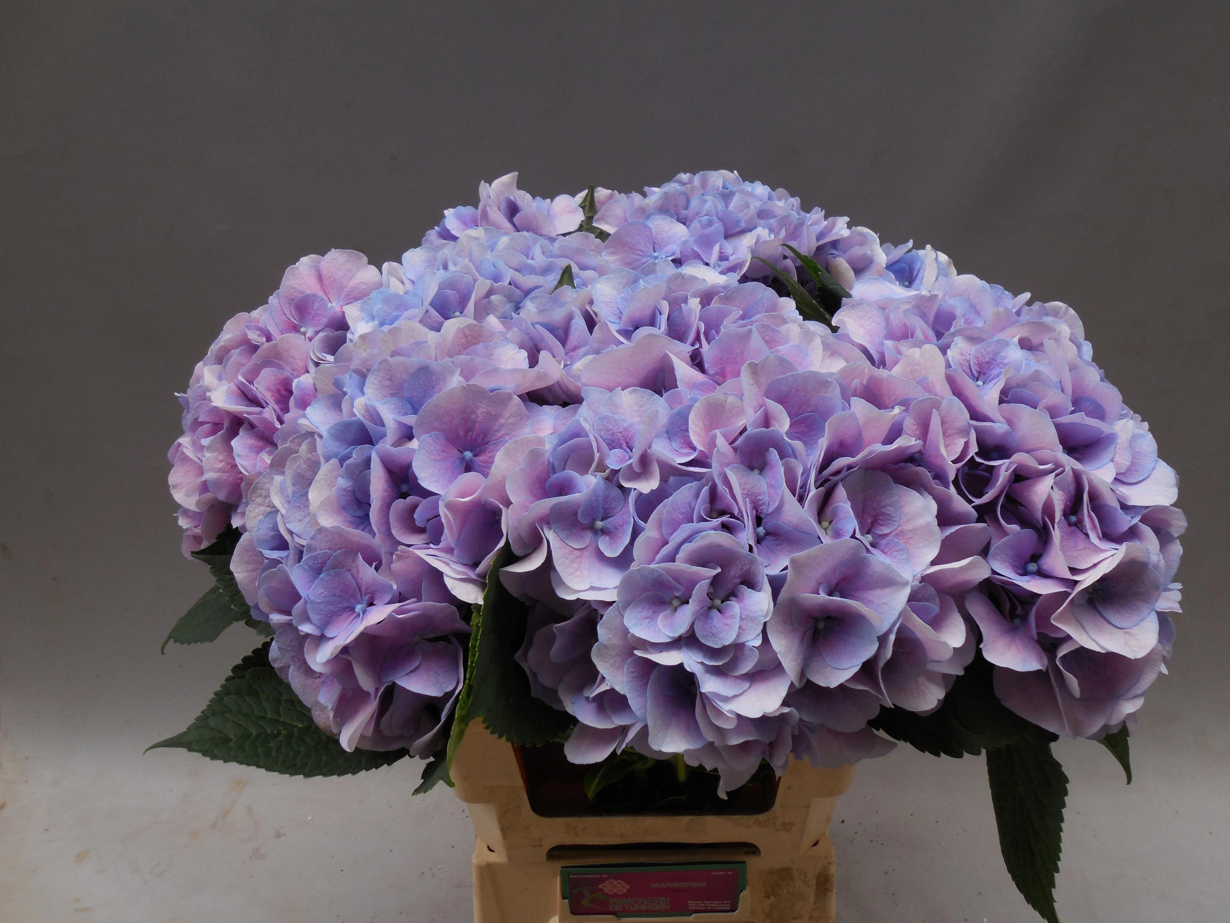 10x Hydr.marsepein blauw 60cm