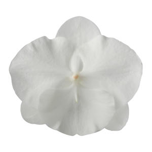 25x Phal.white serenity