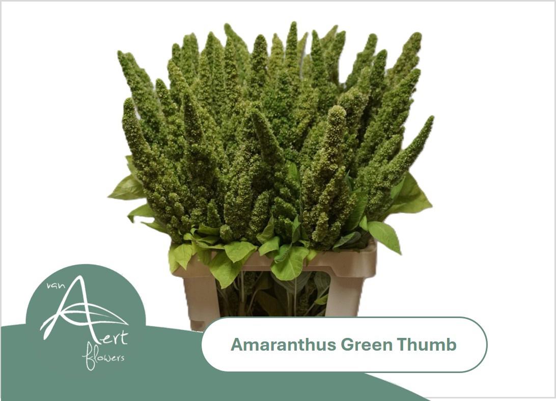 10x Amaran.green thumb 70cm