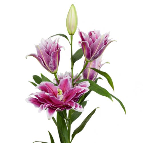 10x Lil.grand amour or 80cm
