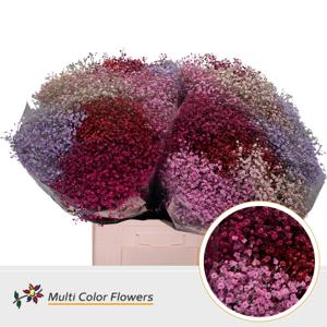 25x Gipskruid m.stars love mix 70cm