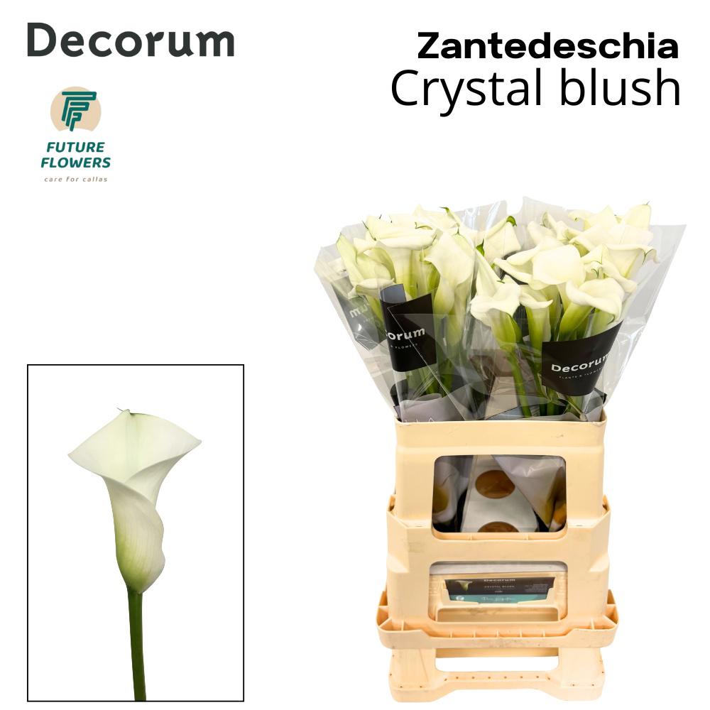10x Zant.crystal blush 60cm