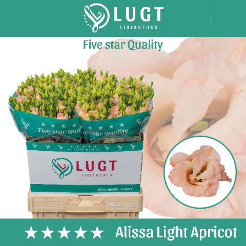 10x Eust.alissa light apricot du 70cm