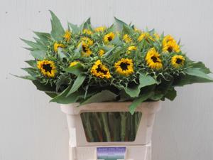 30x Helianth.sunr.orange 60cm