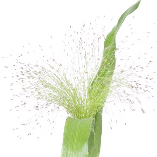 50x Gs panicum fountain 80cm