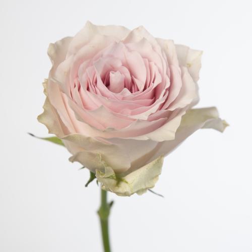 10x Rosa lovanna 60cm