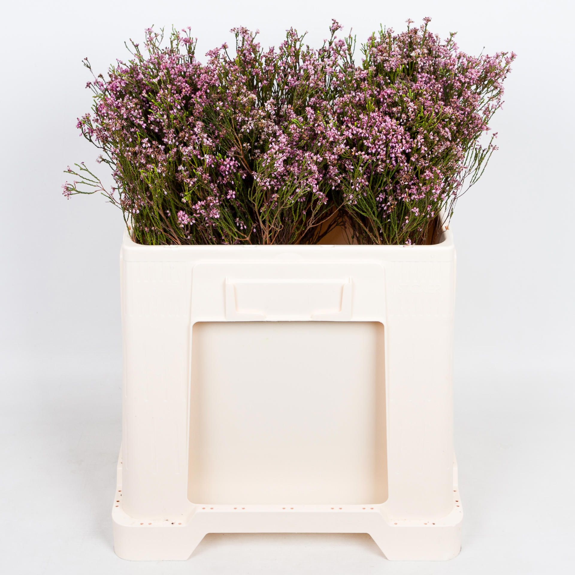 10x Pg erica pink 50cm