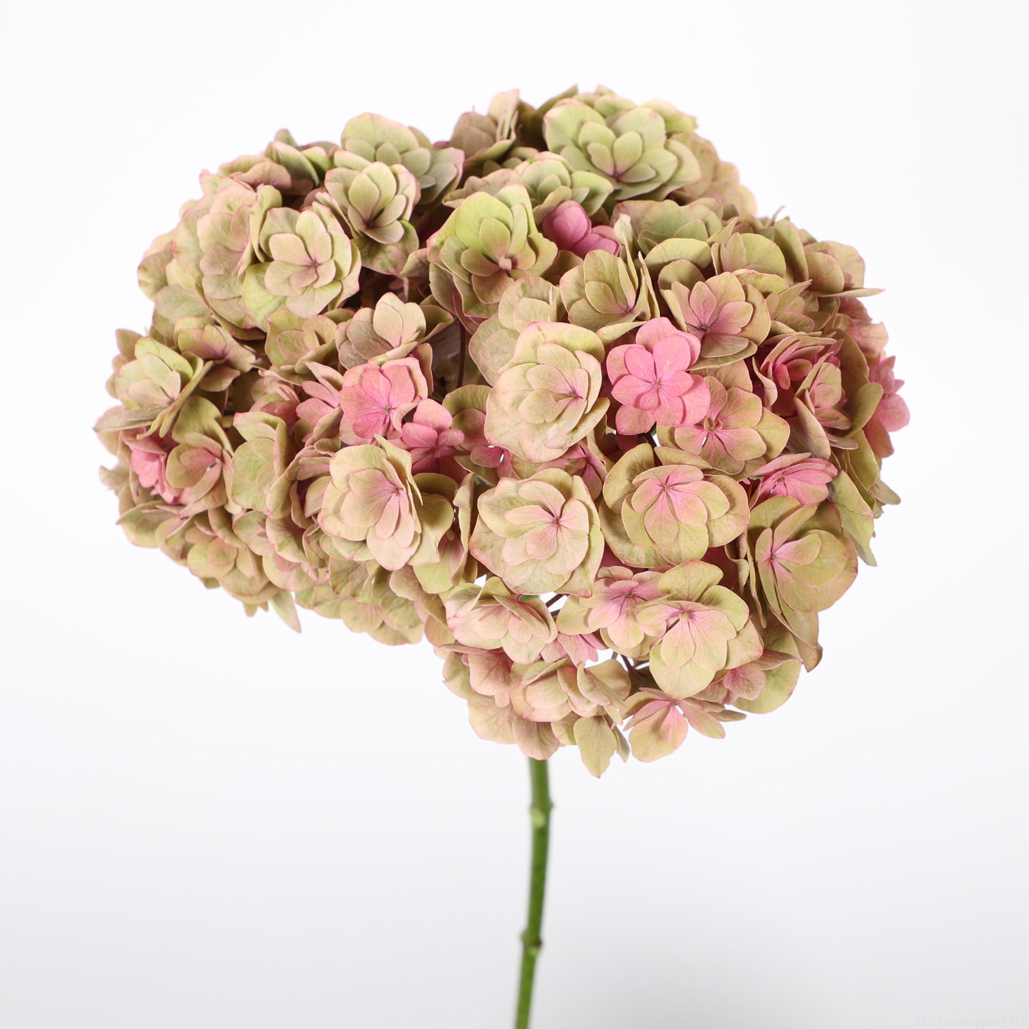 10x Hydr.royal anastasia classic 80cm