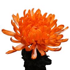 10x Chrysant antonov oranje 60cm