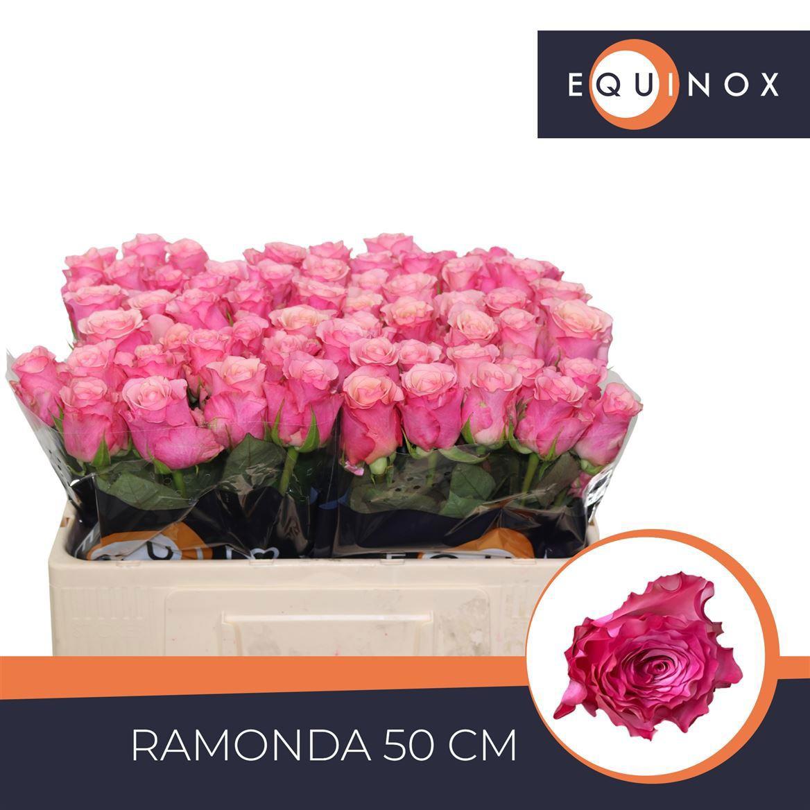 10x Rosa ramonda 50cm
