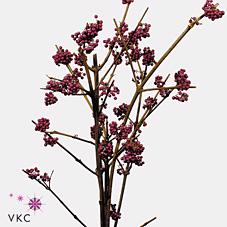 10x Callicarpa giraldii 70cm