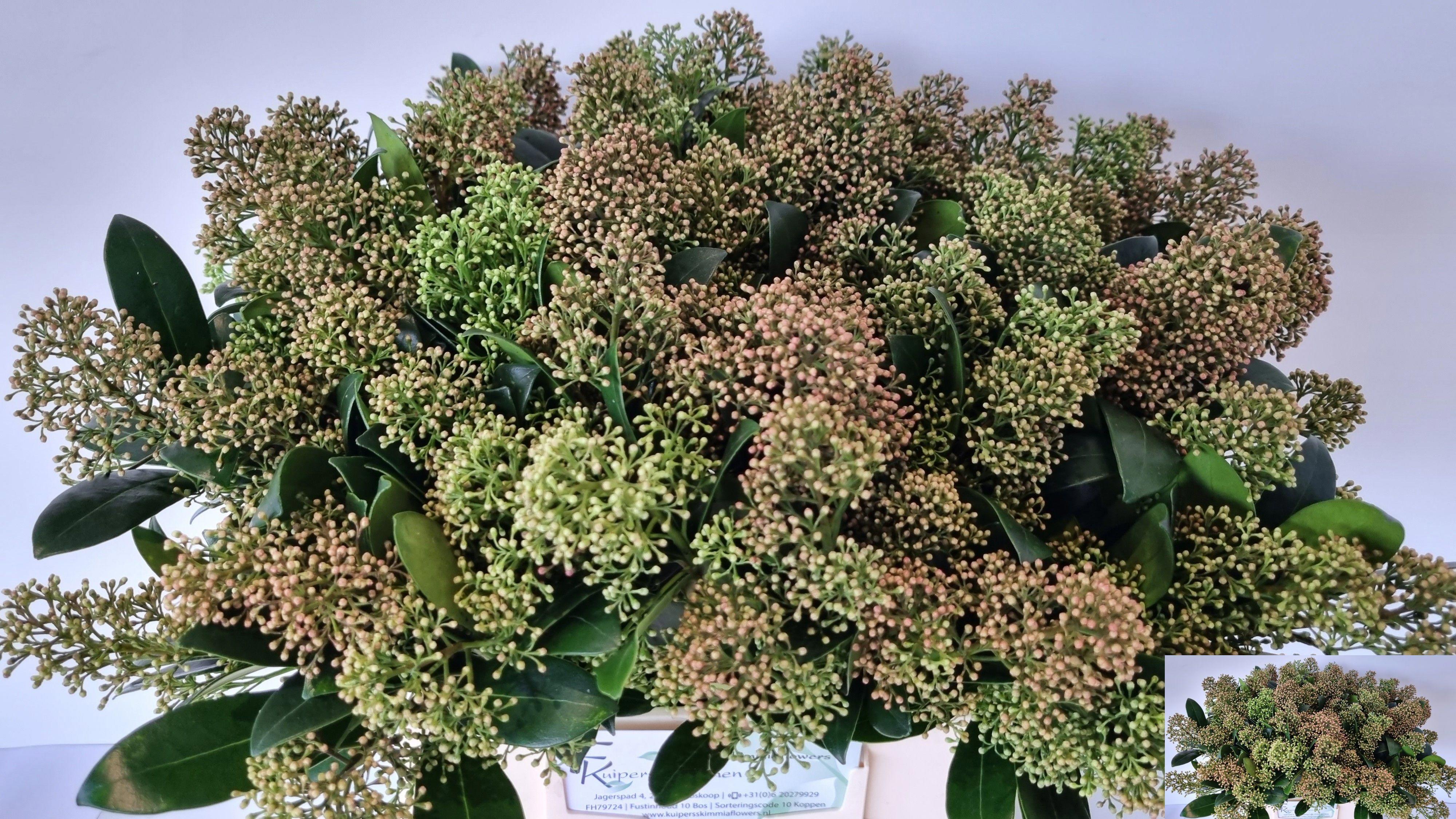 5x Skimmia snow white 40cm