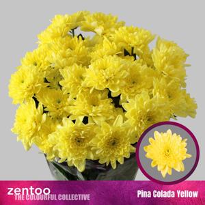 10x Chrysant pina colada yellow 70cm