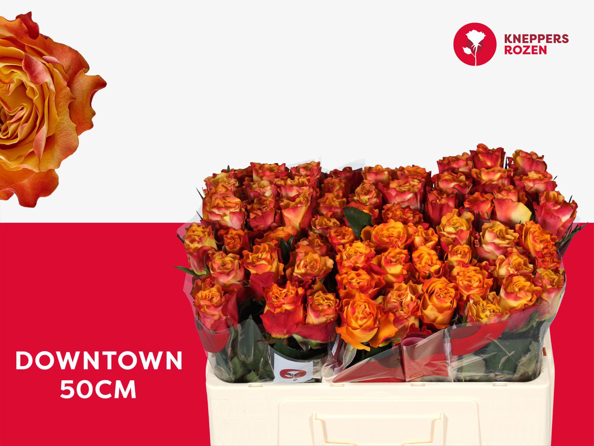 20x Rosa downtown! 50cm