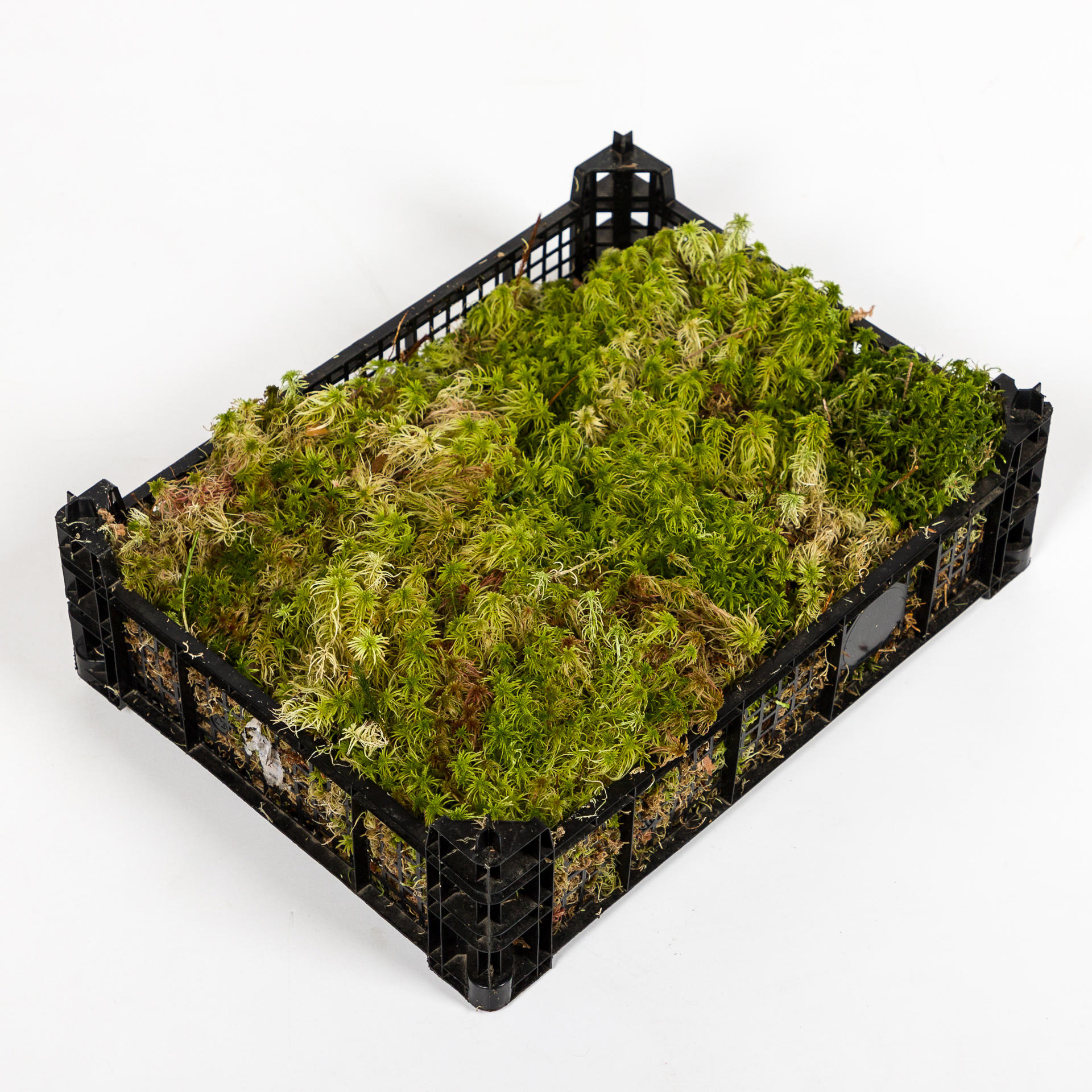 1x Sg mos sphagnum
