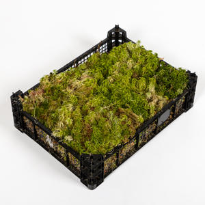 1x Sg mos sphagnum