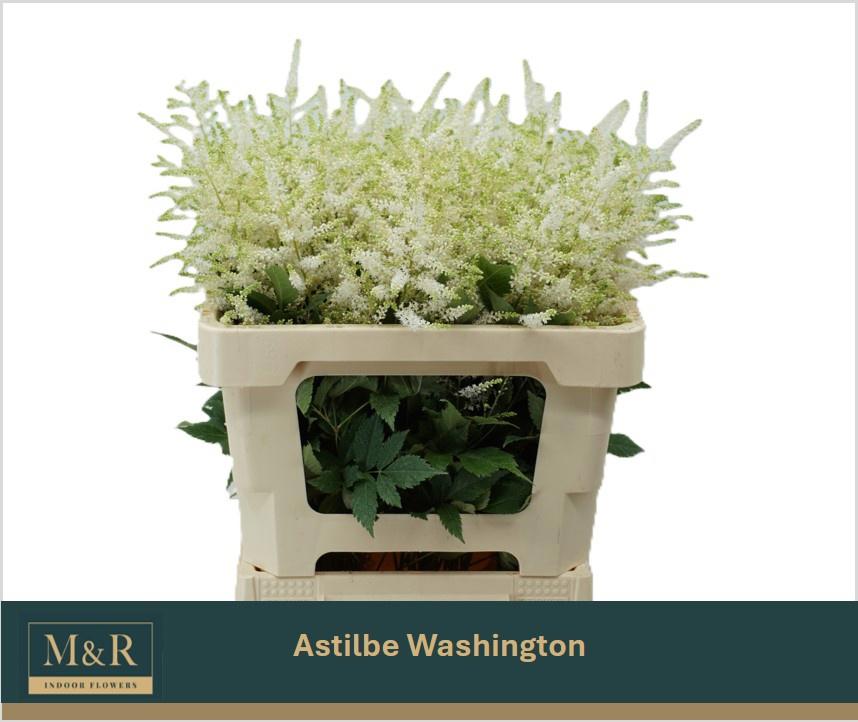 10x Astil.washington 50cm