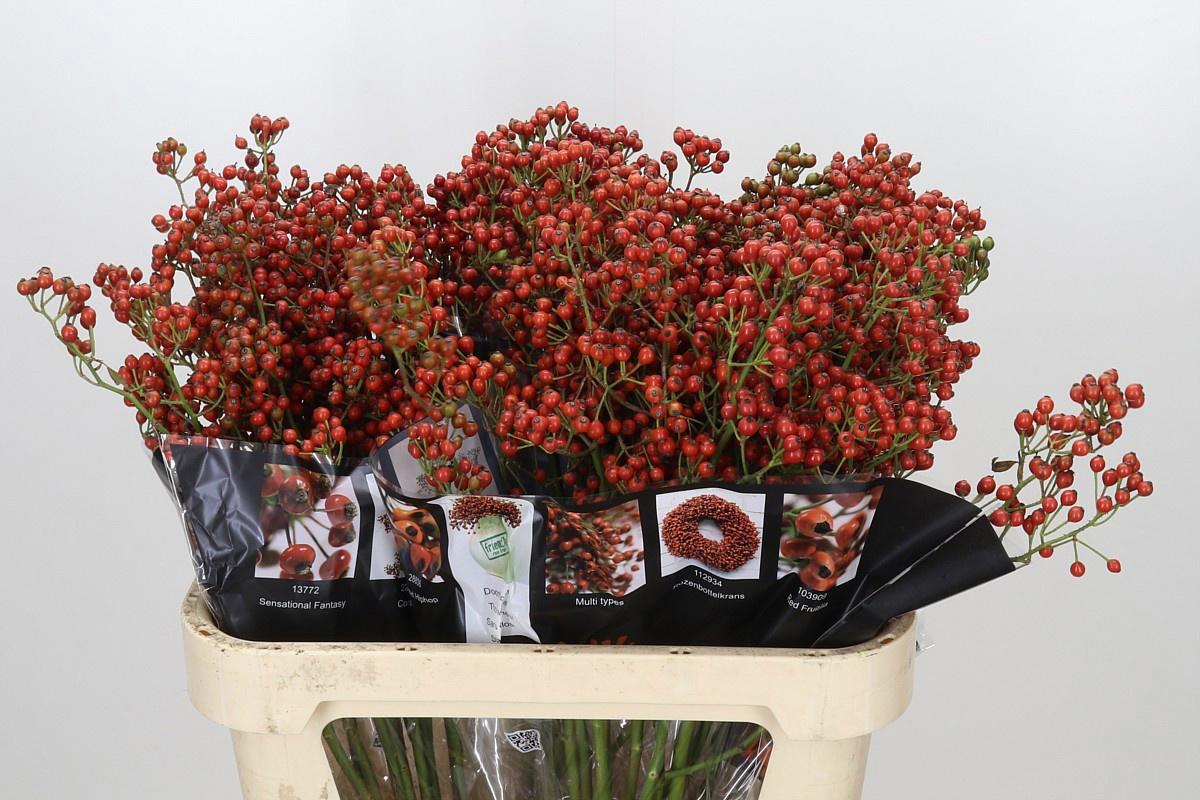 10x Rosa autumn rosefruits 80cm