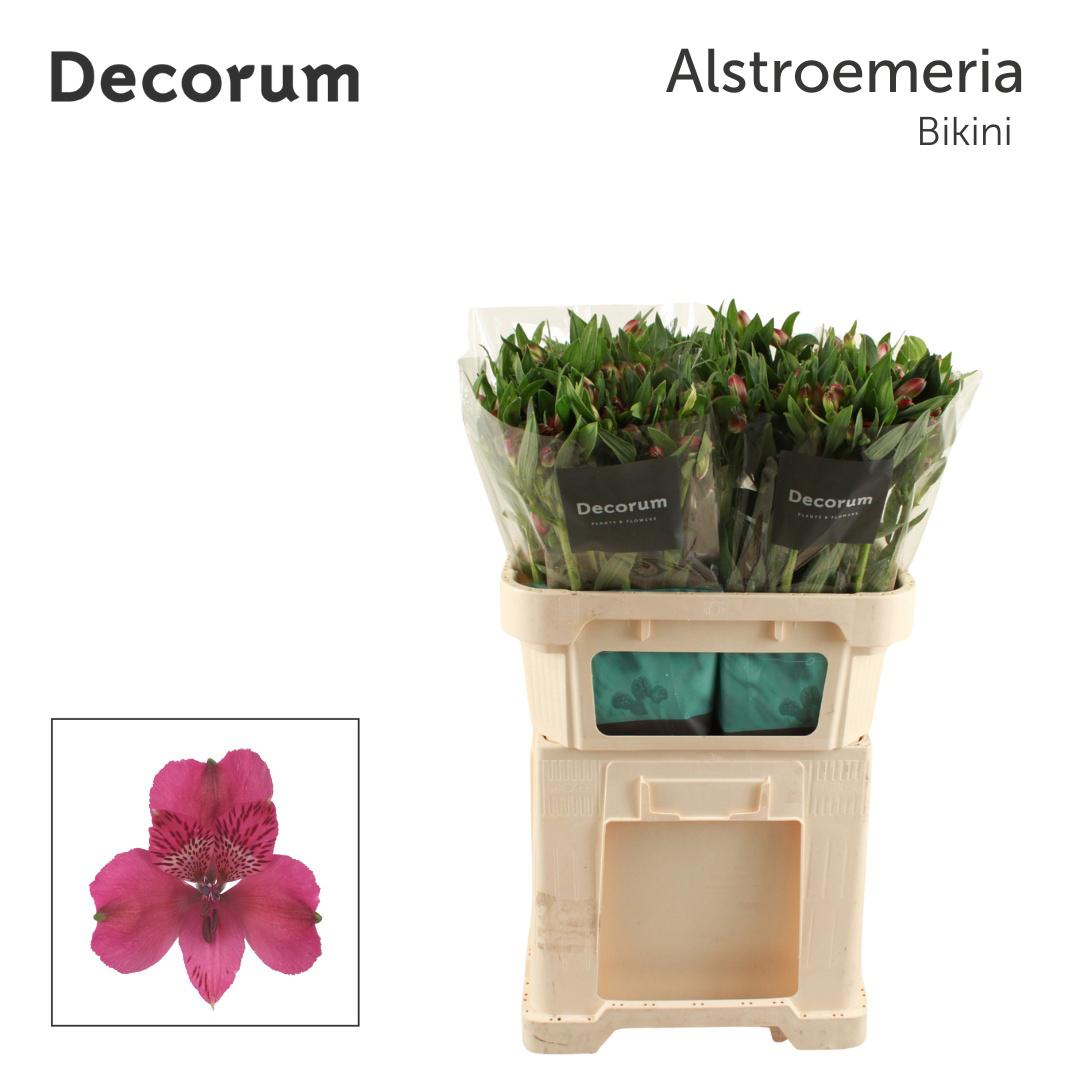 10x Alstroemeria bikini 70cm