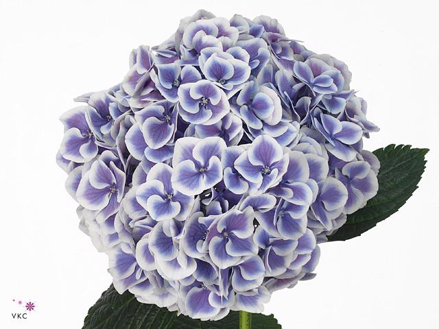 10x Hydr.harlekijn blauw 60cm
