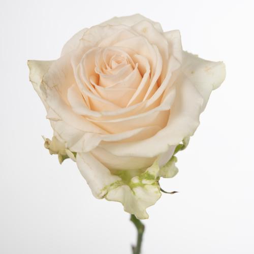 10x Rosa sweet caroline 70cm