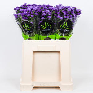 25x Aster astee dark milka 80cm