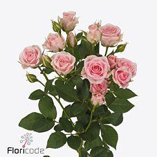 10x Rosa severina 40cm