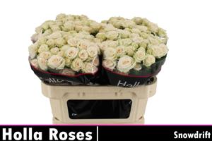 10x Rosa snowdrift 70cm