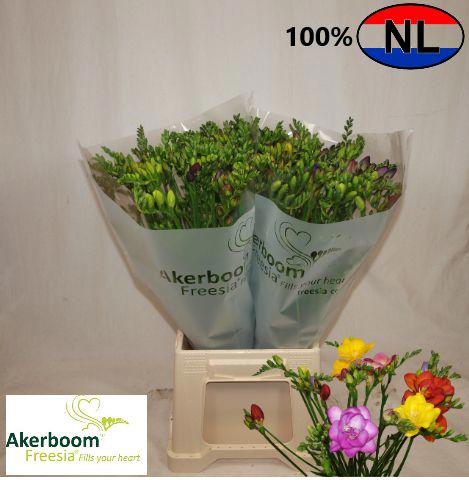 50x Frees.mix var. 50cm
