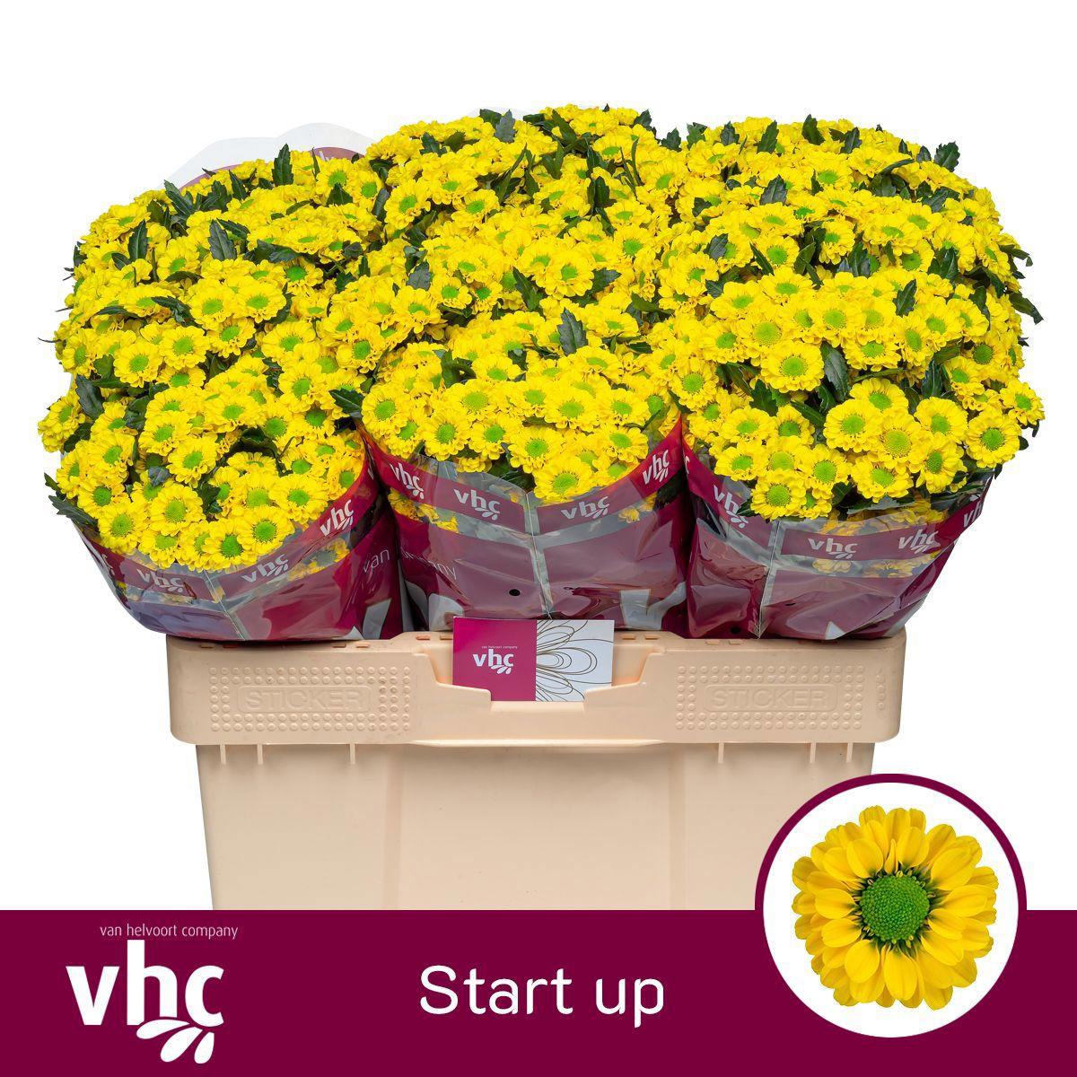 25x Chrysant san.start up 50cm