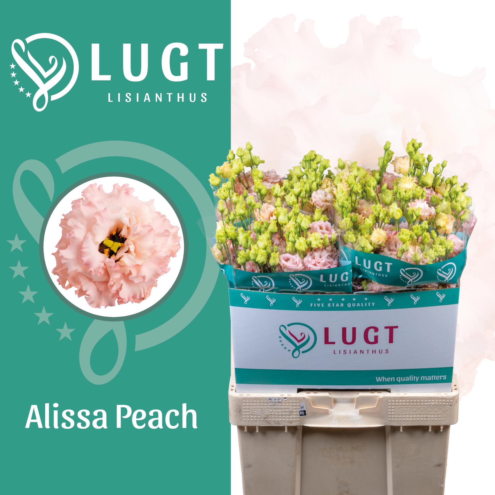 10x Eust.alissa peach du 70cm