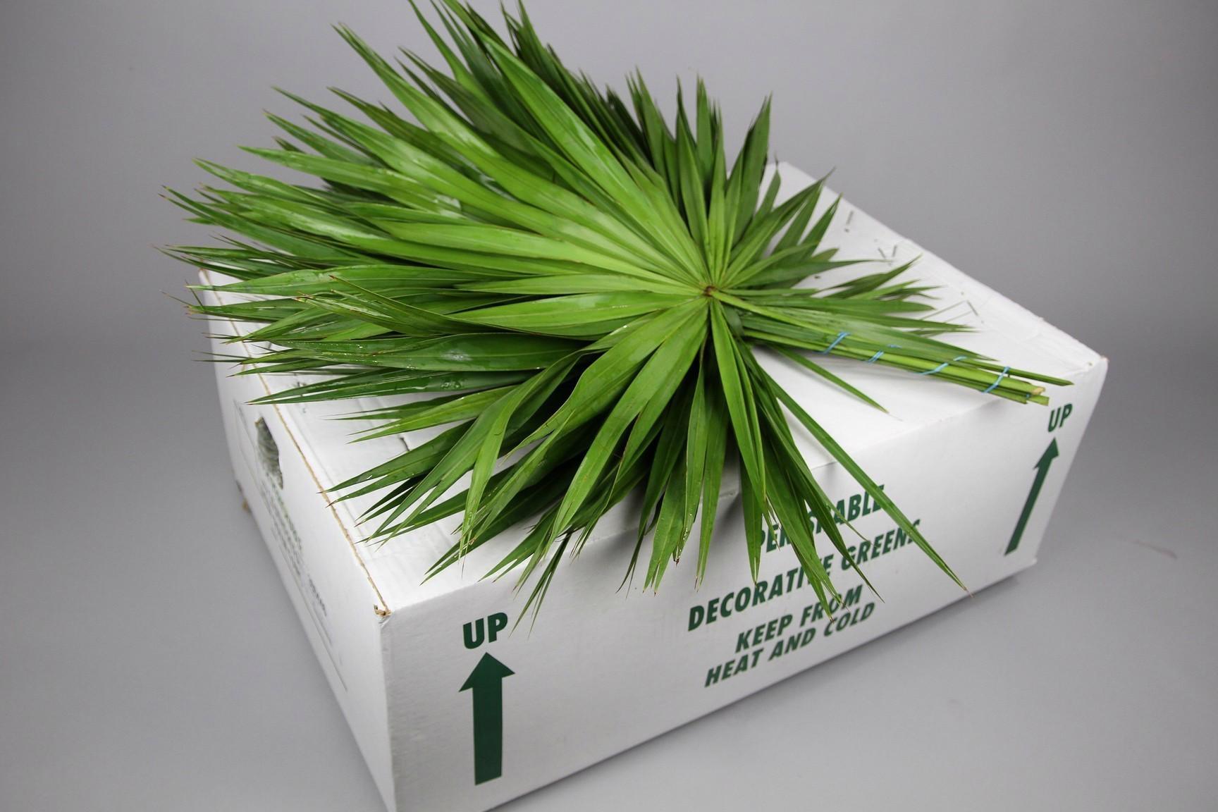 1x Sg palmetto regular