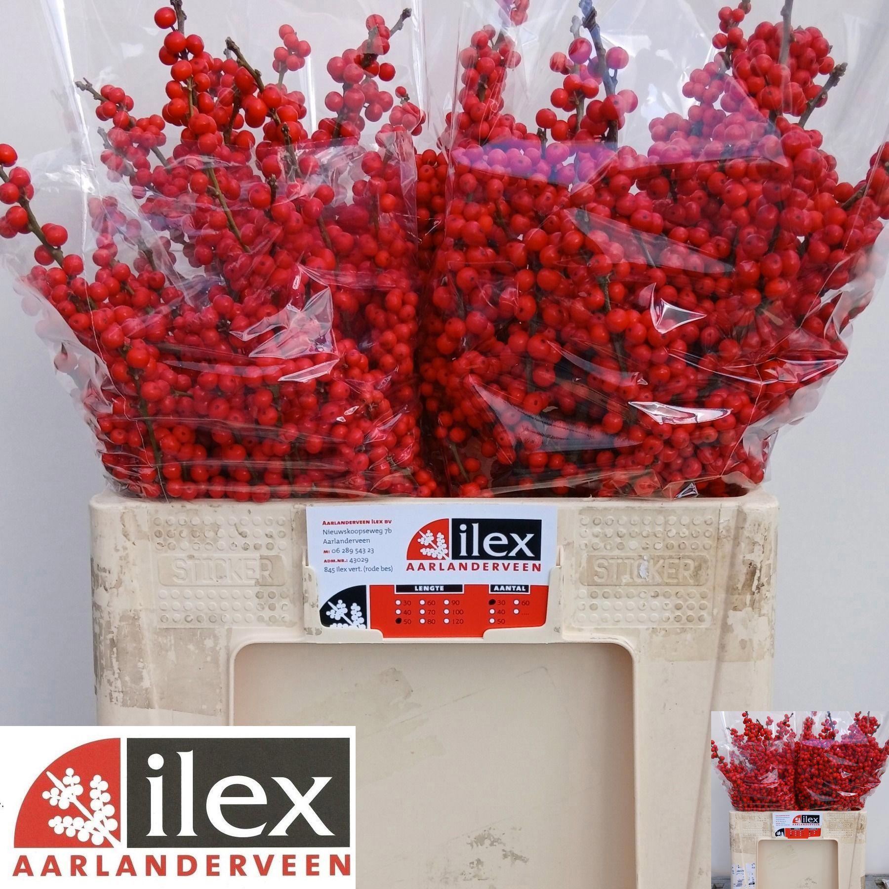 10x Ilex verticillata 50cm